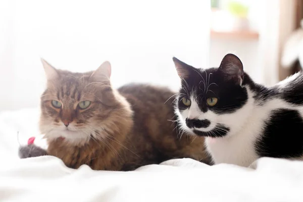 Maine coon e gatto bianco e nero con baffi rilassante con — Foto Stock