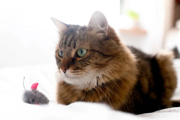 Mignon chat jouer avec souris jouet sur blanc lit dans ensoleillé élégant ro — Photo