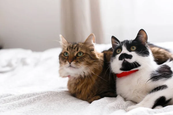 Två söta katter sitter och kopplar av på vit säng i soliga snygga — Stockfoto