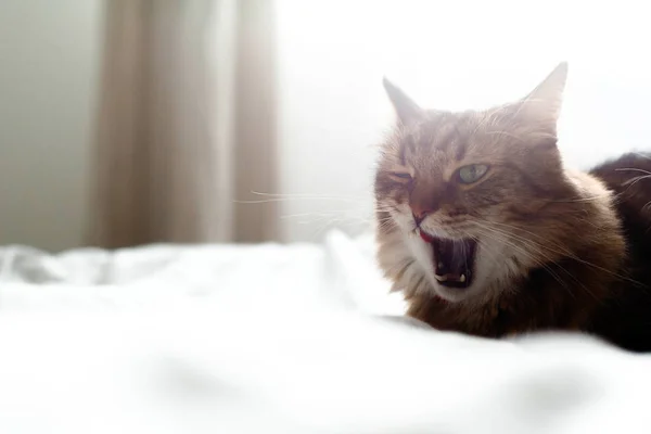 Maine coon gato lambendo e bocejando após deliciosa refeição na cama i — Fotografia de Stock