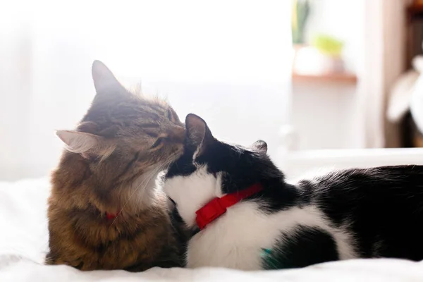 Maine coon lambendo e limpando seu engraçado amigo gato orelha, sitti — Fotografia de Stock