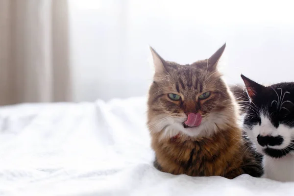 Maine coon licking and yawning, looking at funny friend cat with — Stock Photo, Image