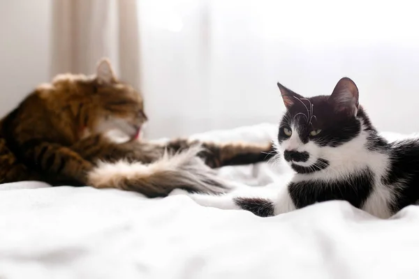 Maine coon lambendo e limpeza com engraçado amigo gato com mous — Fotografia de Stock