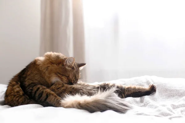 Мэйн Кун ухаживает за кошкой и лежит на белой кровати в солнечных лучах — стоковое фото