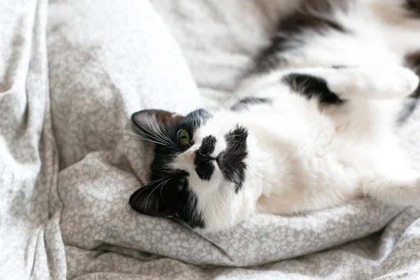 Zoete zwarte en witte kat met snor rusten op bed in morni — Stockfoto