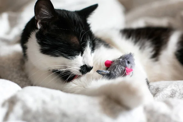 Söt svart och vit katt med mustasch leker med mus leksak a — Stockfoto