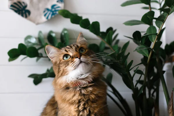 Niedliche Katze sitzt unter grünen Pflanzenzweigen auf Holzregal in s — Stockfoto