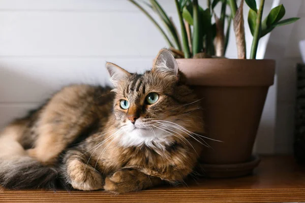 Maine Coon mit grünen Augen blickt mit komischen Gefühlen auf Zamioc — Stockfoto