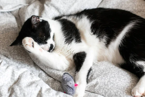 Lindo negro y blanco gato con bigote jugando con mouse juguete un —  Fotos de Stock