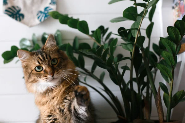 Симпатичная кошка, сидящая под зелеными ветвями растений на деревянных шкурах — стоковое фото