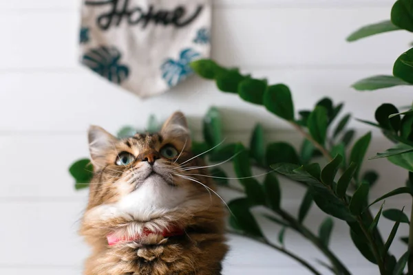 Симпатичная кошка, сидящая под зелеными ветвями растений на деревянных шкурах — стоковое фото