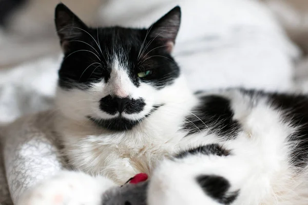 Doce gato preto e branco com bigode descansando na cama em morni — Fotografia de Stock