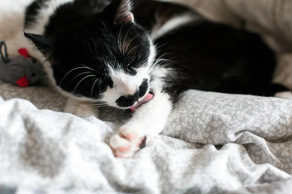 Niedliche Katze mit Schnurrbart Pflege und spielen mit Mausspielzeug auf — Stockfoto