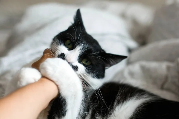 Cute cat with moustache biting owner hand on bed. Funny black an — Stock Photo, Image