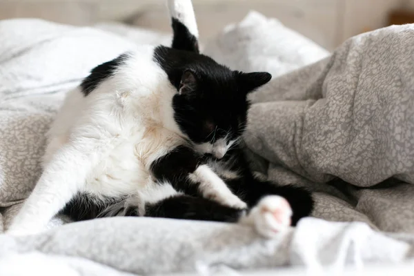 Niedliche Katze mit Schnurrbart Pflege auf dem Bett. lustig schwarz-weiß k — Stockfoto