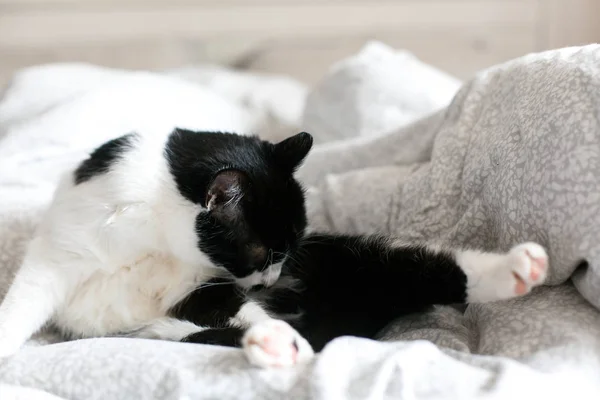 Söt katt med mustasch grooming på sängen. Funny svart och vitt k — Stockfoto