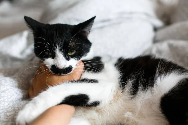 Lindo gato con bigote mordiendo la mano del propietario en la cama. Gracioso negro an — Foto de Stock