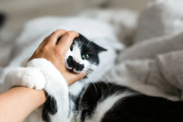 Niedliche Katze mit Schnurrbart beißt Besitzerhand auf Bett. lustiges schwarzes — Stockfoto