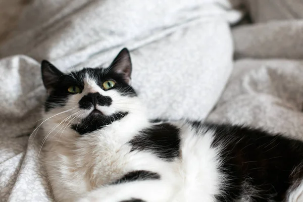 Gato bonito com bigode deitado e relaxante na cama. Engraçado preto um — Fotografia de Stock