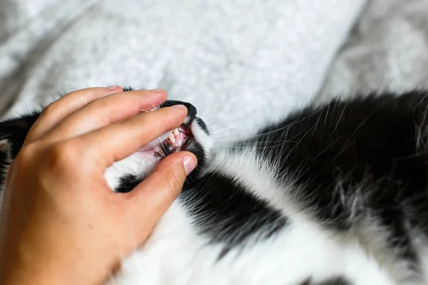 人看着猫的牙齿，猫咬主人的手在床上。有趣 — 图库照片