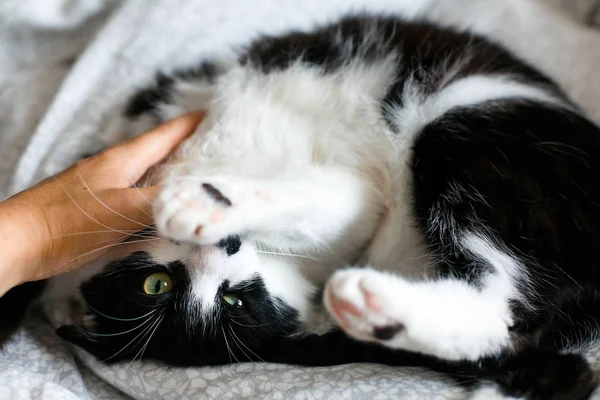 Lustige schwarz-weiße Miezekatze mit wütenden Emotionen beißt Mädchenhand — Stockfoto