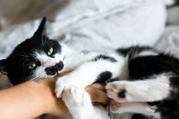 Funny svart och vit Kitty med arga känslor biter Girl hand — Stockfoto