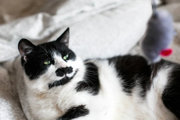 Mignon chat noir et blanc avec moustache jouant avec jouet de souris o — Photo