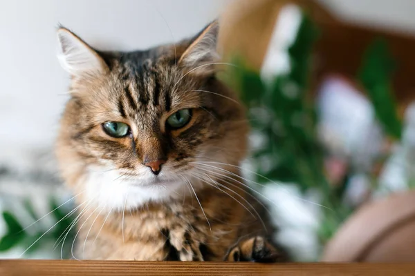 Schattige kat zittend onder groene plant takken op houten plank in s — Stockfoto