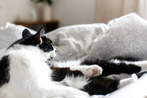 Chat mignon avec moustache toilettant sur le lit. Drôle noir et blanc k — Photo