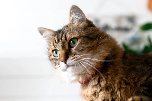 Niedliche Katze sitzt unter grünen Pflanzenzweigen und entspannt auf Holz — Stockfoto