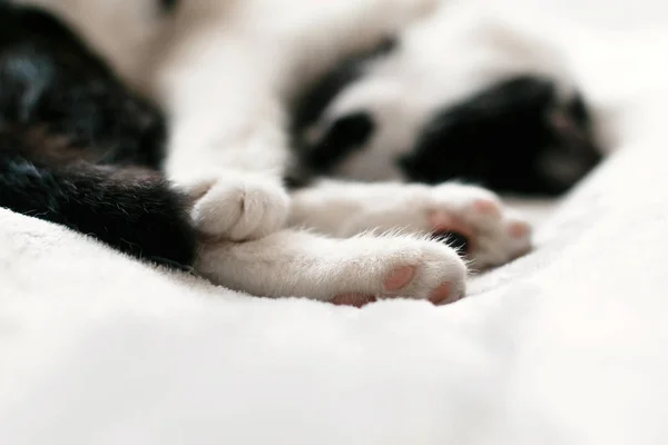 Χαριτωμένο γατάκι αξιολάτρευτο κοιμάται σε λευκό κρεβάτι, πόδια κοντινό. Γλυκό β — Φωτογραφία Αρχείου