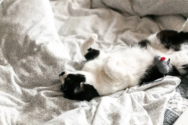 Gato preto e branco preguiçoso bonito com bigode brincando com o mouse — Fotografia de Stock