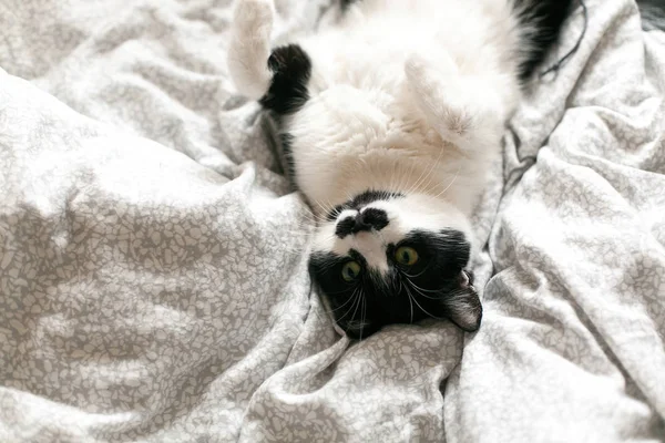 Gato bonito preguiçoso deitado na cama branca. Doce gatinho preto e branco wi — Fotografia de Stock