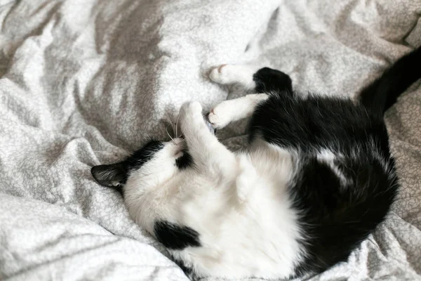Ładny czarny i biały kot z wąsy gra z mysz zabawka o — Zdjęcie stockowe