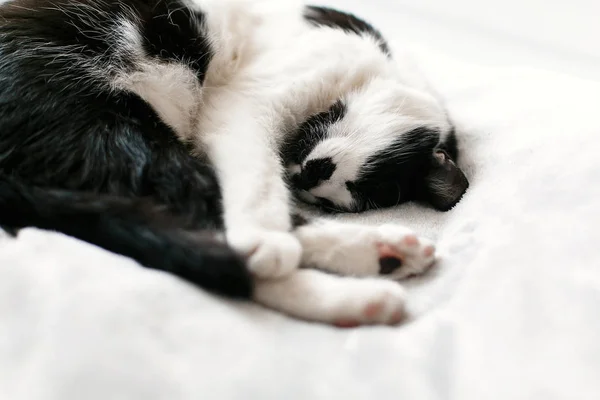 Χαριτωμένο γατάκι αξιολάτρευτο κοιμάται σε λευκό κρεβάτι. Γλυκό μαύρο και άσπρο — Φωτογραφία Αρχείου