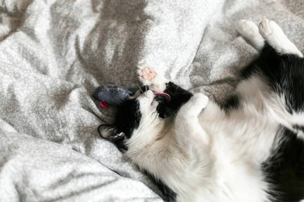 Mignon chat noir et blanc avec moustache jouant avec jouet de souris o — Photo