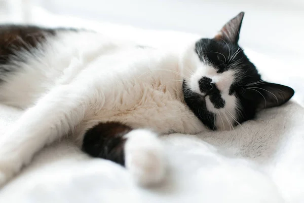 Niedliche Kätzchen entzückend schlafen auf weißem Bett. süßes Schwarz-Weiß — Stockfoto