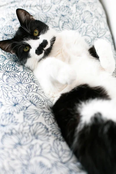 Słodki czarno-biały kot z wąsy spoczywającej na łóżku w morni — Zdjęcie stockowe