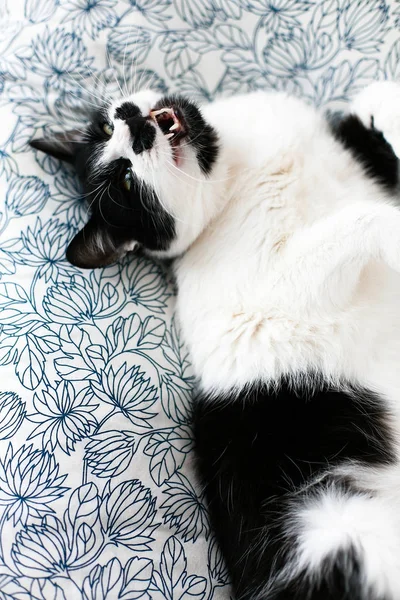 Chat noir et blanc doux avec moustache bâillant, reposant sur le lit — Photo