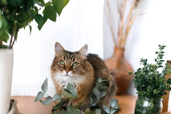 緑のユーカリの枝の間に座って、でリラックスかわいい猫 — ストック写真