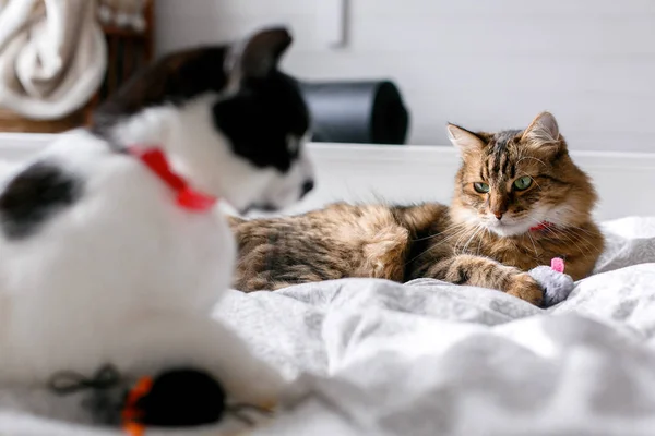 Дві милі кішки грають з іграшками та мишкою на білому ліжку в сонячному — стокове фото