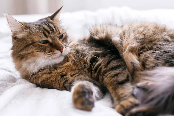 Mignon chat jouer avec souris jouet sur blanc lit dans ensoleillé élégant ro — Photo