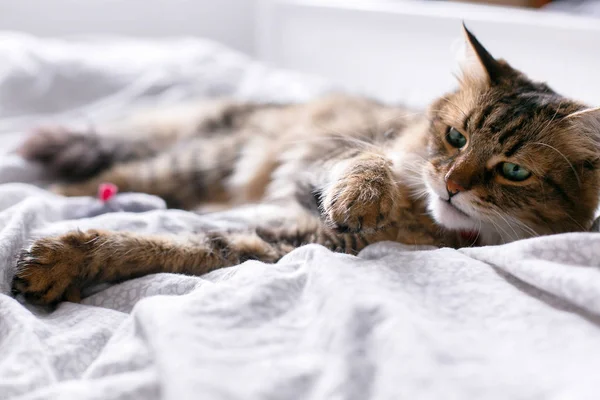 Maine coon gato jugando con el ratón juguete y aseo en la cama blanca —  Fotos de Stock