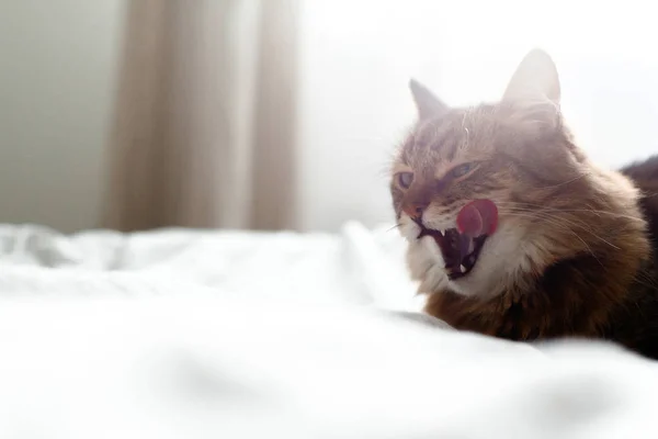 Maine coon gato lambendo e bocejando após deliciosa refeição na cama i — Fotografia de Stock