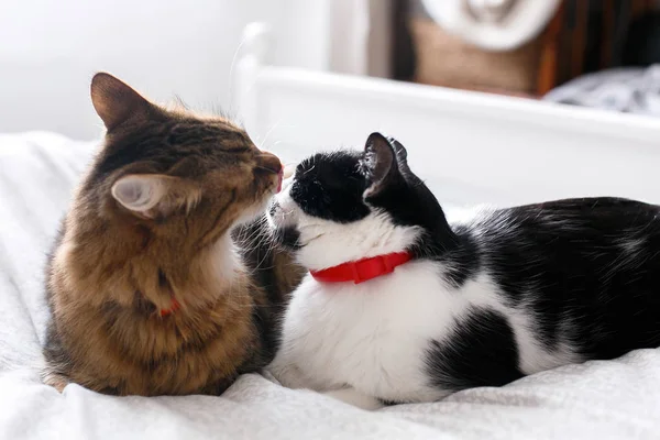 Güneşli şık odada beyaz yatakta damat iki sevimli kedi. Maine — Stok fotoğraf