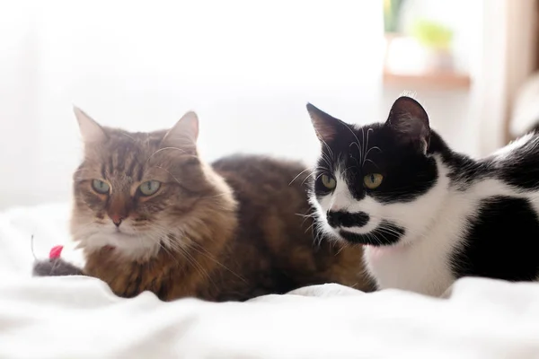 Maine Coon och svartvit katt med mustasch avslappnande med — Stockfoto