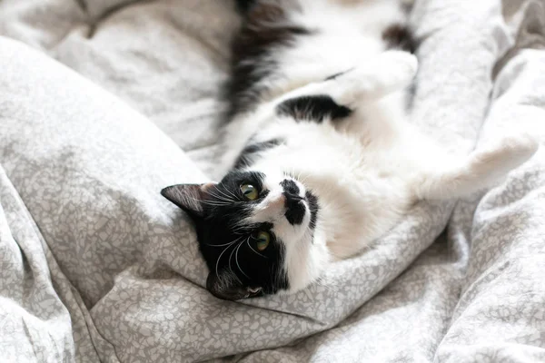 Γλυκό μαύρο και άσπρο γάτα με μουστάκι που αναπαύεται στο κρεβάτι στο morni — Φωτογραφία Αρχείου