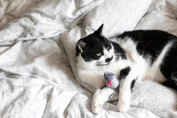 Gato preto e branco bonito com bigode brincando com o brinquedo do mouse o — Fotografia de Stock