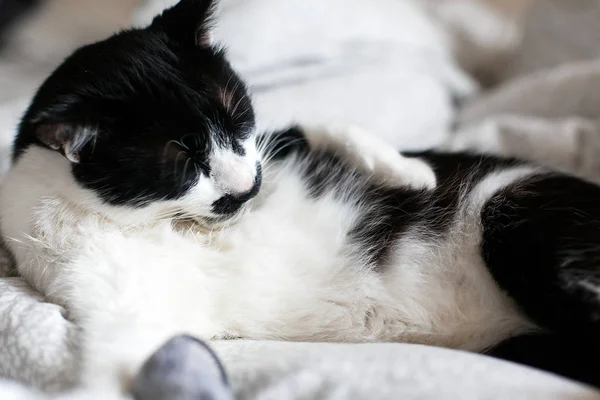 Gato bonito com bigode grooming e brincando com o brinquedo do mouse em b — Fotografia de Stock