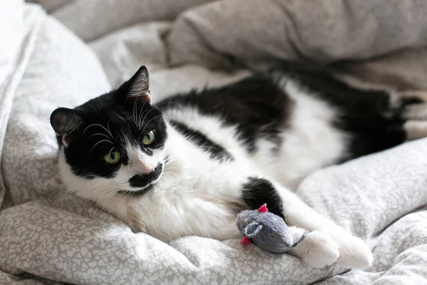 Mignon chat noir et blanc avec moustache jouant avec jouet de souris o — Photo